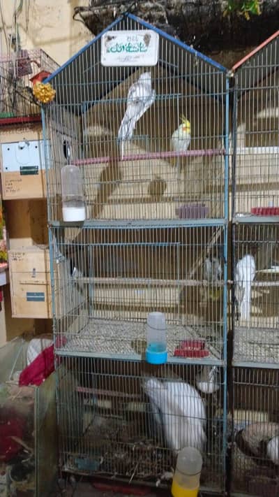 only 2 cage for sall no any bird for sall