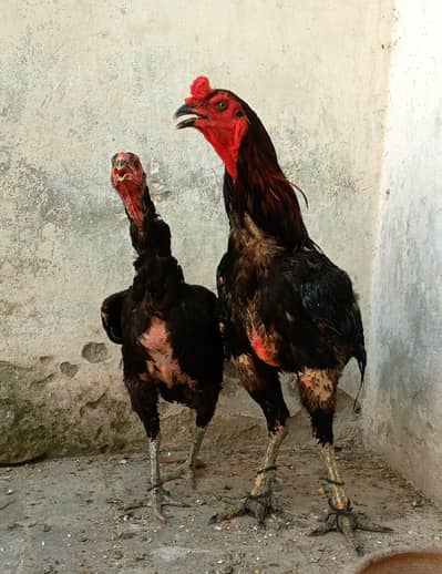 tahi pakoya breedar pair for sale in Lahore
