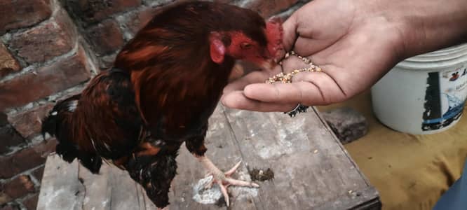 Aseel Murga  Mix breed for sale 100 % health and active home made