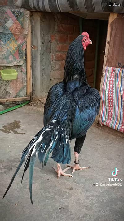 lassani patha (High Quality)