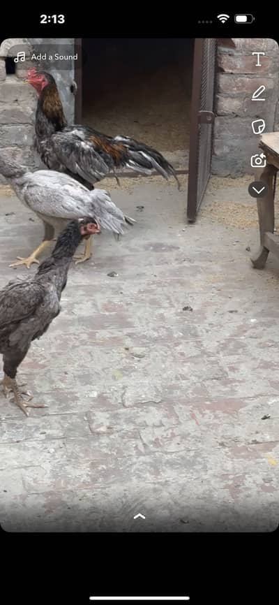 3 females 1 male pure shamo top qualtiy