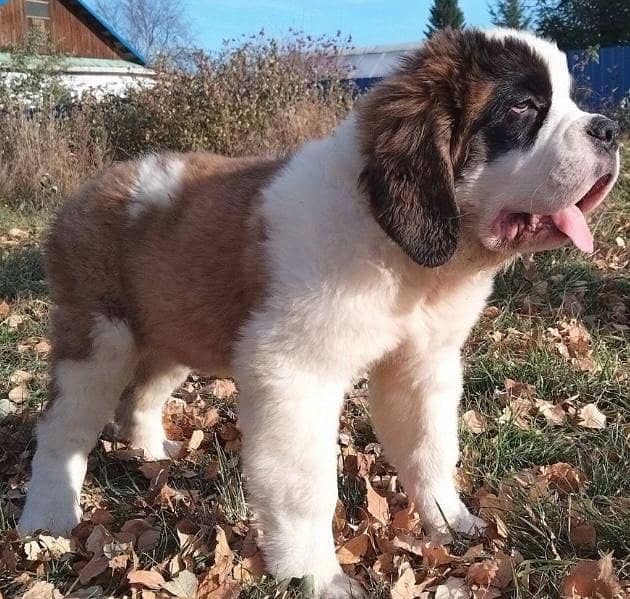 Saint Bernard 1