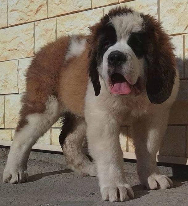 Saint Bernard 2