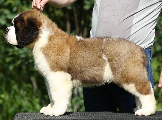 Saint Bernard 3