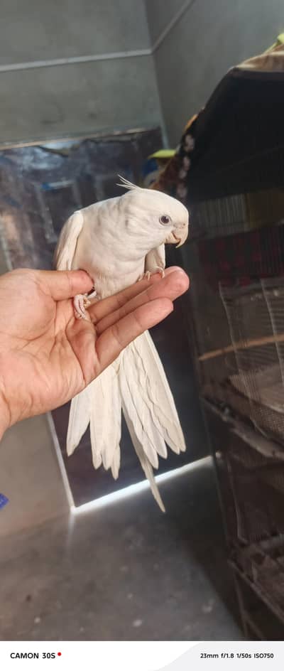 enno tamed + breeder pair