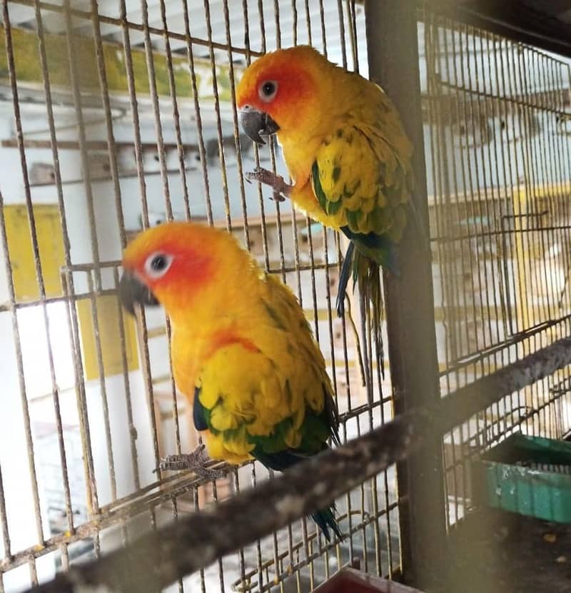 Parrots 1