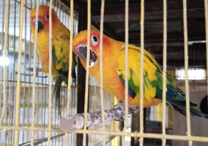 Parrots 3