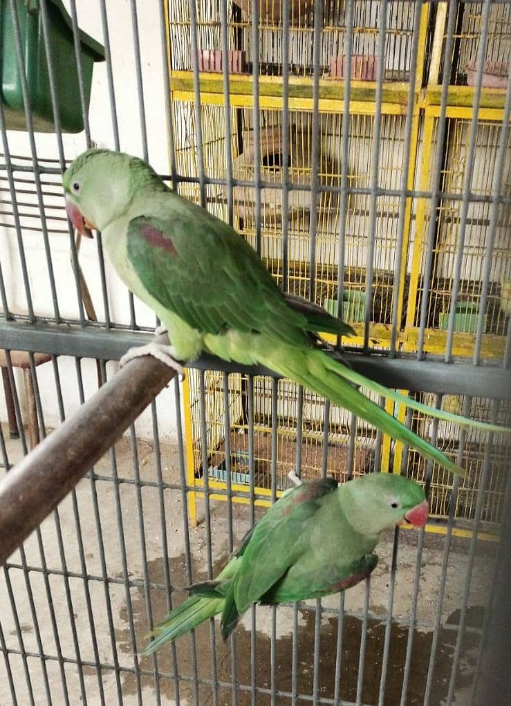 Parrots 4
