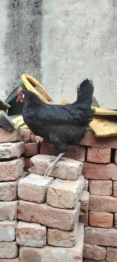 ek pair hai aur ek Mel extra