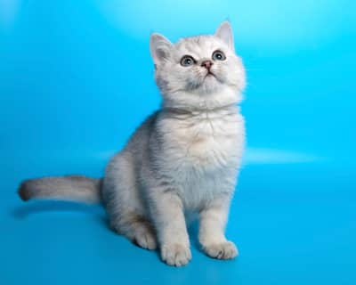 British shorthair