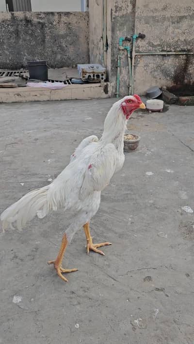 King white shamo paths  for sale.