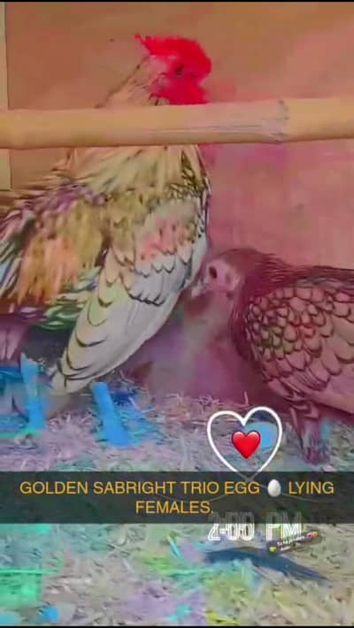 golden sebright adult pair chicks also available