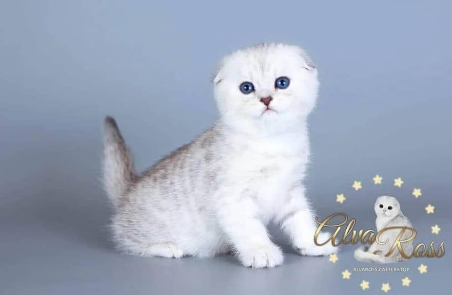 Scottish fold 0