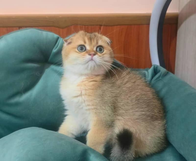Scottish fold 1