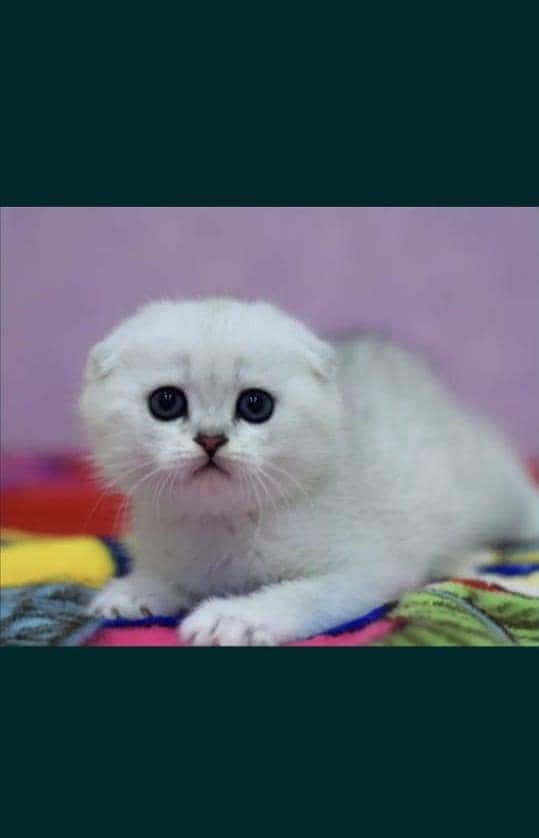 Scottish fold 2