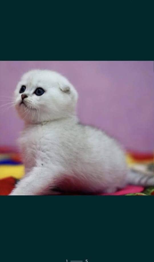 Scottish fold 3