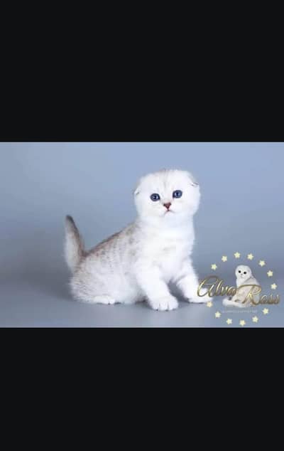 Scottish fold