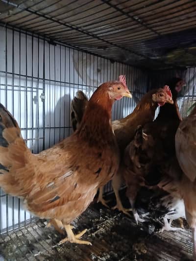 Golden misri fresh pathi eggs strategy kr rhe ha