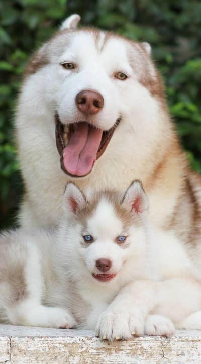 Siberian husky puppies 03425137217