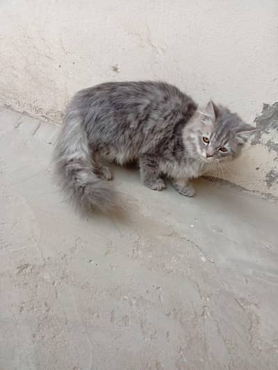 Persian male kitten for sale