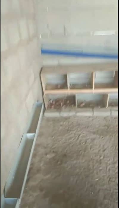 Egg Laying Lohman Brown