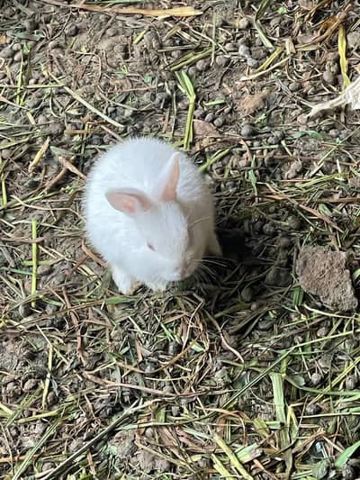 rabbit babies for sale