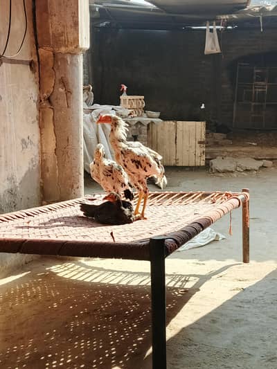 1 male White 2 female Shamo black and white