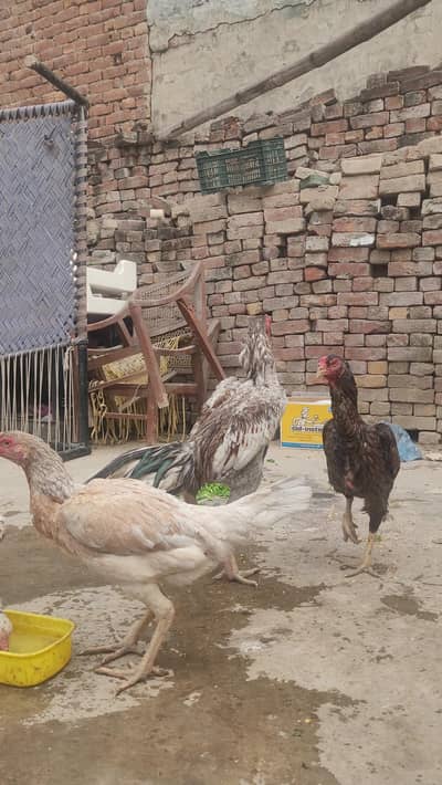 Shamo Male + 3  Female For Sale