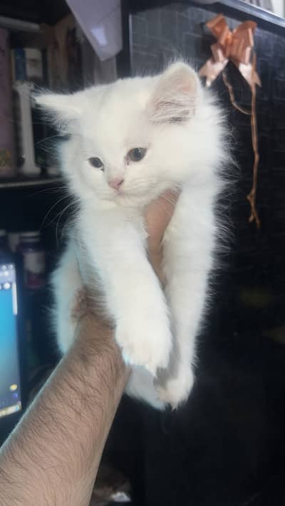 Persian Kitten | White Male Kitten