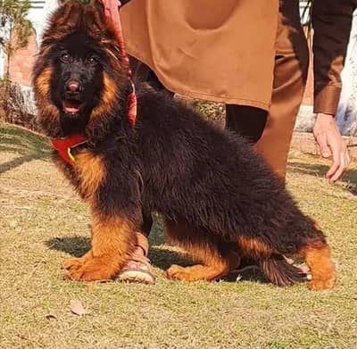 gurman shaft Dog My WhatsApp 03257448377 {}