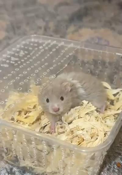 2 month baby Hamster for sale Cute & Healthy Hamster for Sale