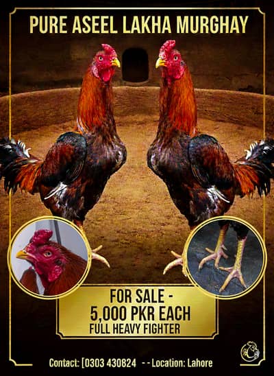 Mash Allah Heavy Size Aseel Murghay (Lakha)