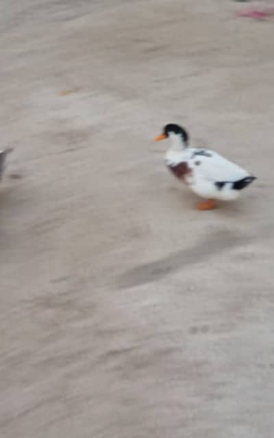 1 white Male duck for sale