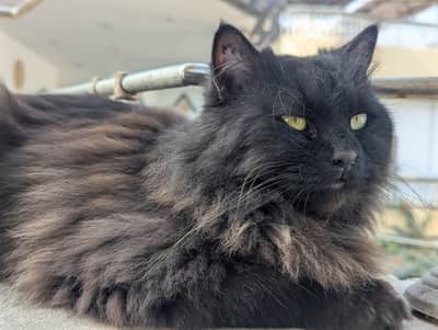 Black Persian cat