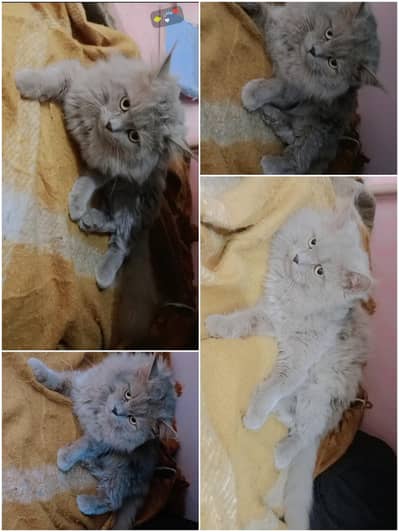 Adult Male Cat for Sale, Contact 0307,0133,687