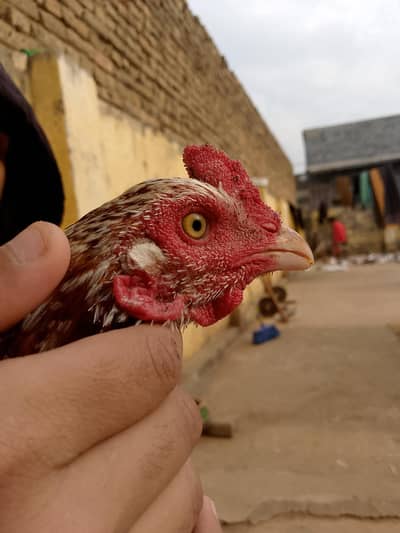 Aseel murga for sell in Good Price