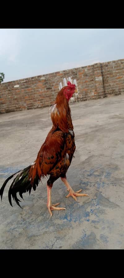 Chicken (Seel Murga) for sale
