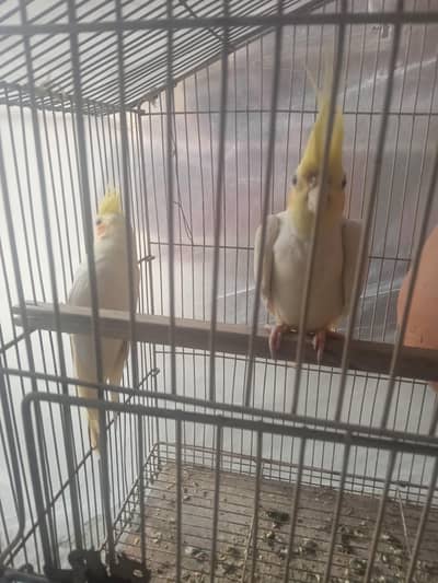 bridar pair ha haldi and Activ 03024970447