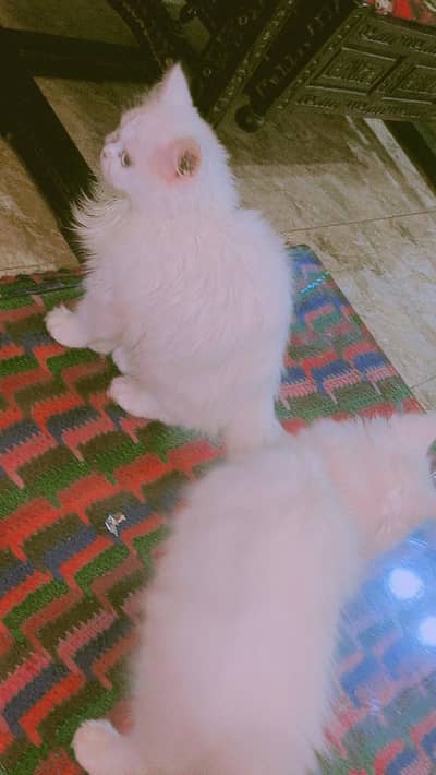 Persian Cat male female