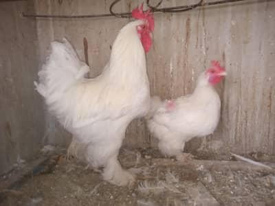 Vaccinated Young & Energetic White Buff Pair for Sale