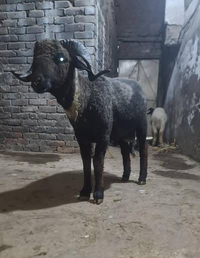 long tail sheep for sale