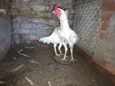 Heera Aseel Paper White