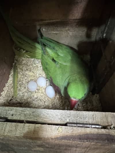 raw Parrot pair with egg 03314434134