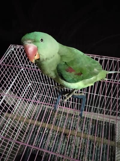 raw parrot for sale