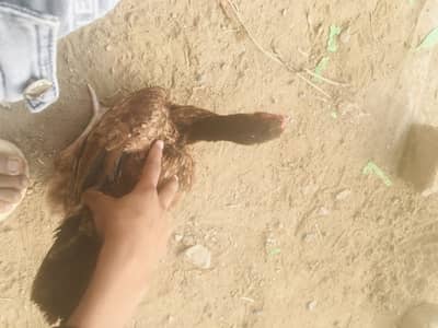 Very still eggs laying meating