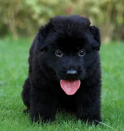 black german shepherd male puppy long coat contact on 03244264272