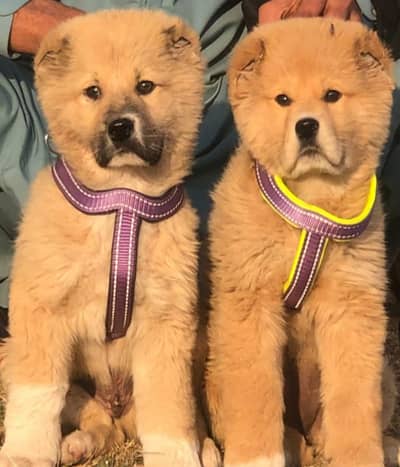 Bakharwal | Bakharwal dog | Bakharwal puppies pair | security dog