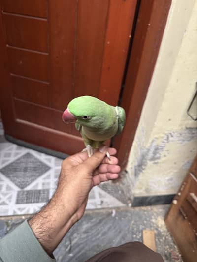 adult pair near to breed 03314434134