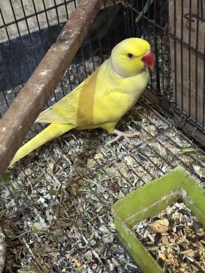 yellow Ring Nack male and green neck female03314434134
