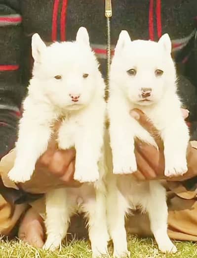 Russian pappi pair for sale active and healthy